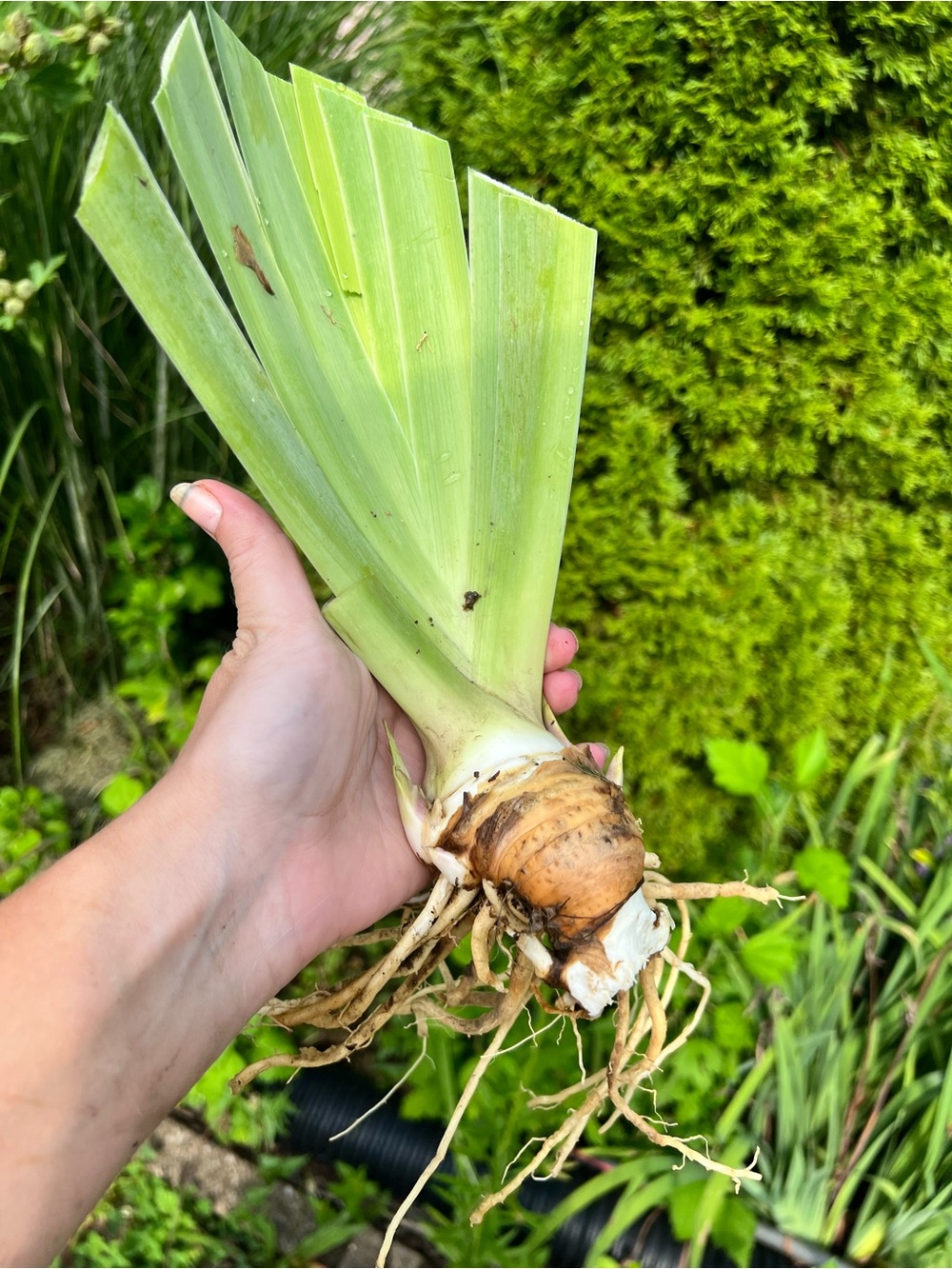 3 Large Rhizomes Purple Irises - Picture 3 of 4